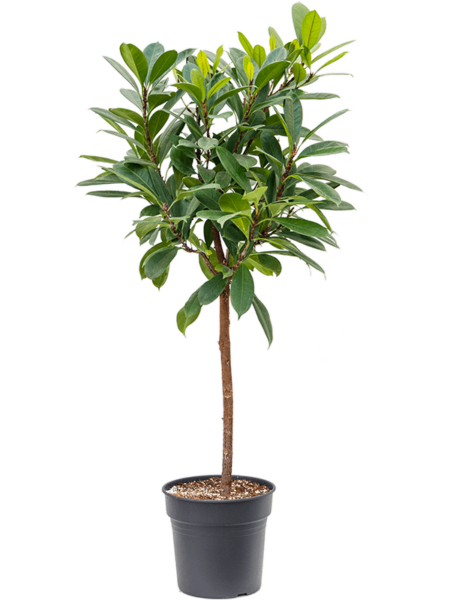 ficus lyrata