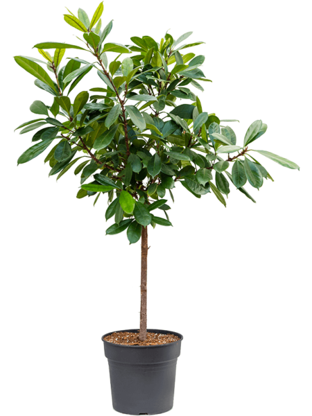 ficus lyrata