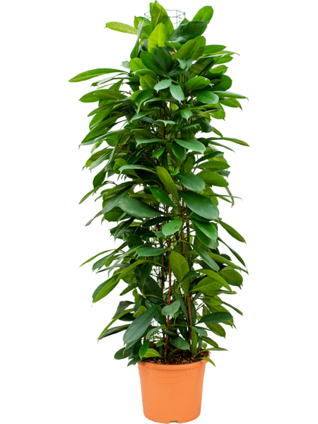 ficus lyrata