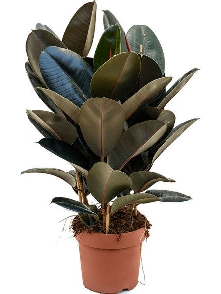 Ficus elastica 'Abidjan'