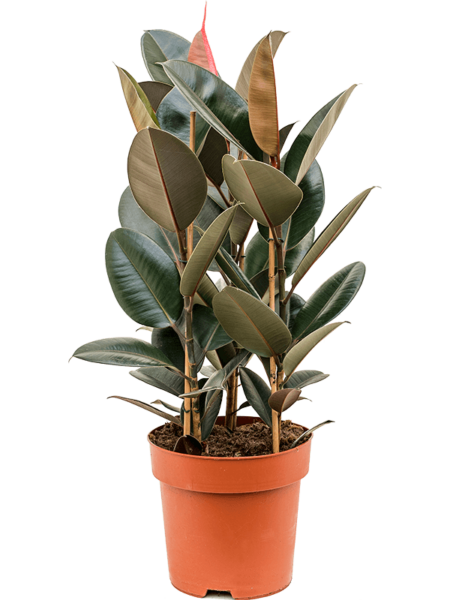 Ficus elastica 'Abidjan'