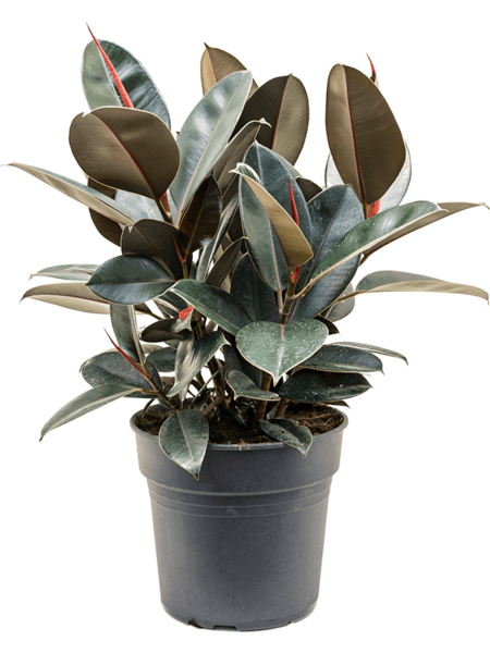 Ficus elastica 'Abidjan'