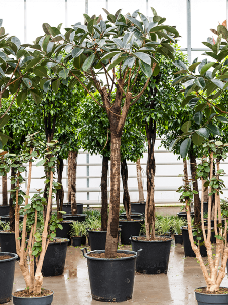 Ficus elastica 'Abidjan'