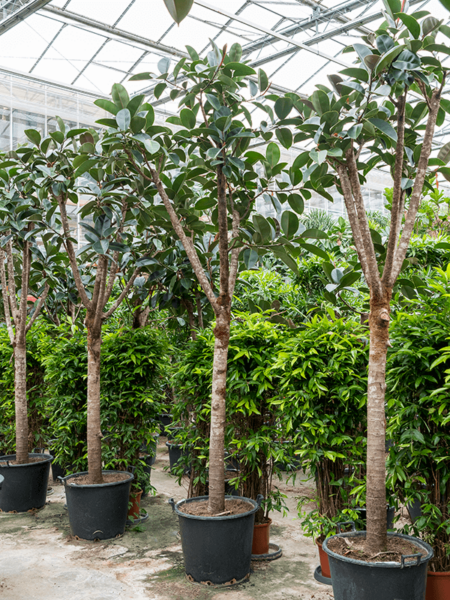 Ficus elastica 'Abidjan'