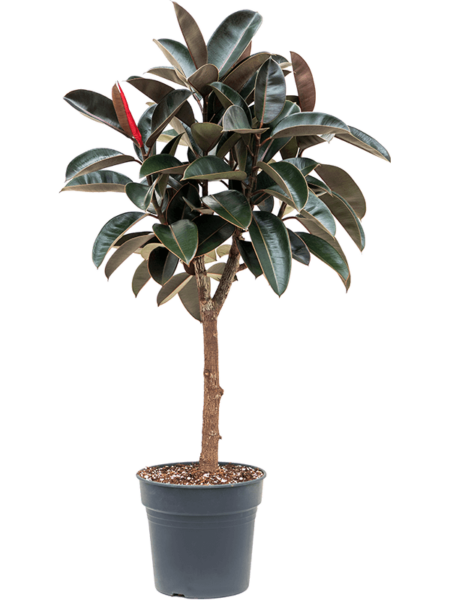 Ficus elastica 'Abidjan'