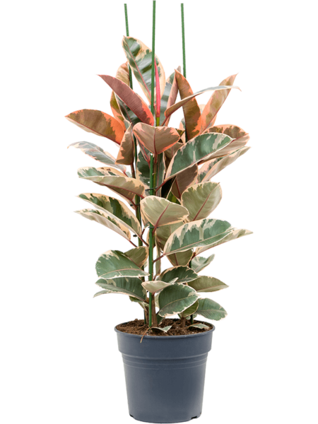 Ficus elástico 'Belice'