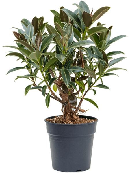 Ficus elastica 'Melany Petit'