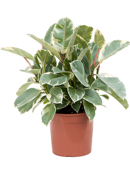 Ficus elastici 'consume'