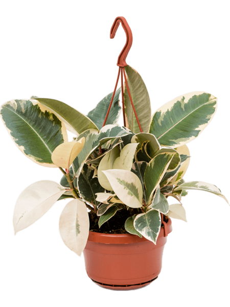 Ficus elastici 'consume'