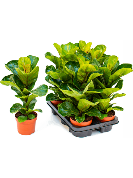 Ficus lyrata 'niño' 6 / bandeja