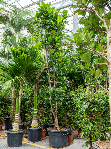 Ficus lyrata 'niño'