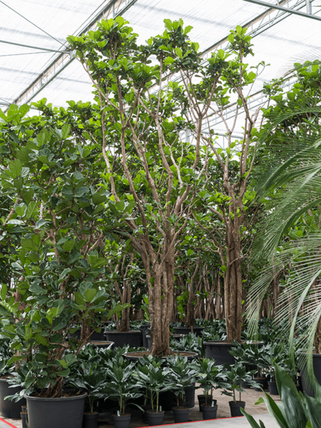 Ficus lyrata