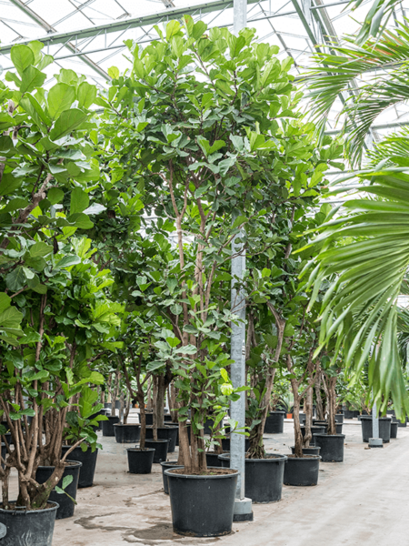 Ficus lyrata