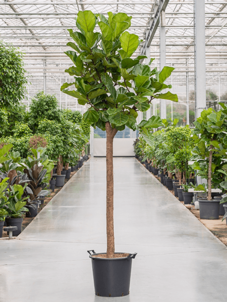 Ficus lyrata