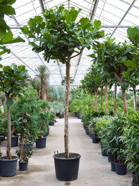 Ficus lyrata
