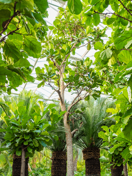 Ficus lyrata