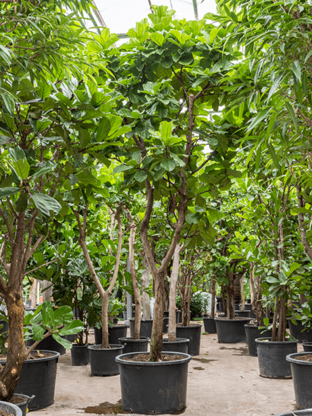 Ficus lyrata