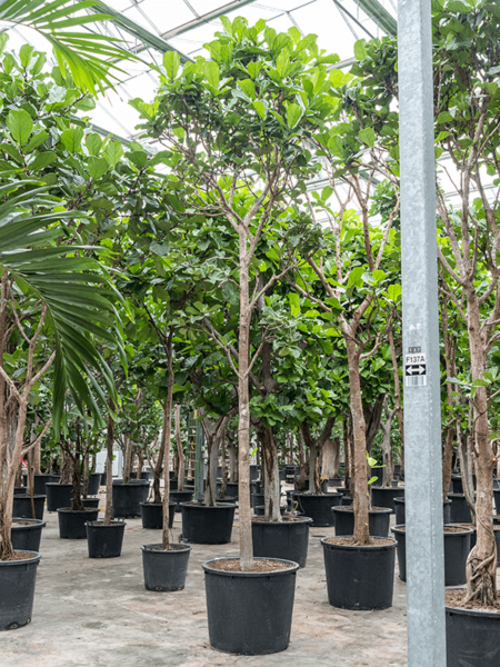 Ficus lyrata