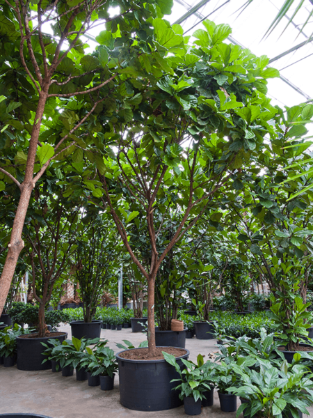 Ficus lyrata