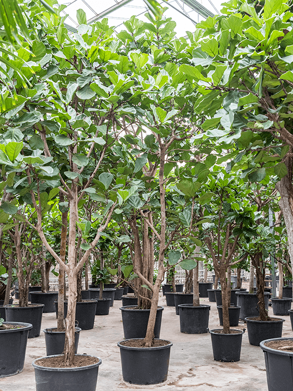Ficus lyrata