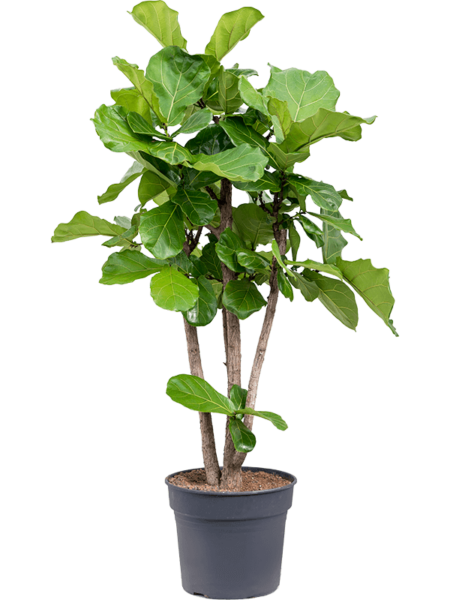 Ficus lyrata