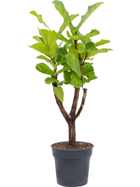 Ficus lyrata