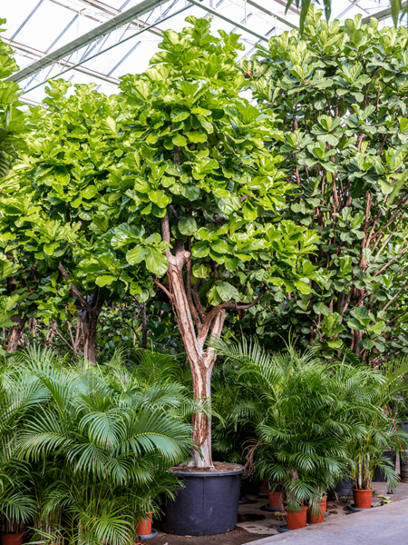 Ficus lyrata