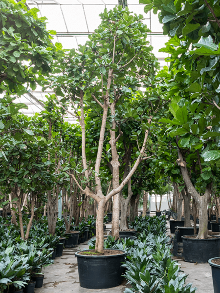 Ficus lyrata