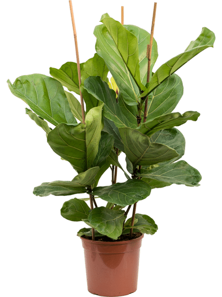 Ficus lyrata