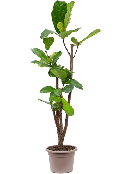 Ficus lyrata