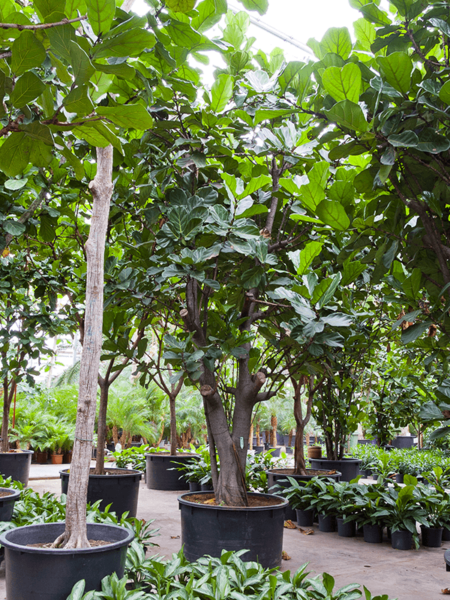Ficus lyrata