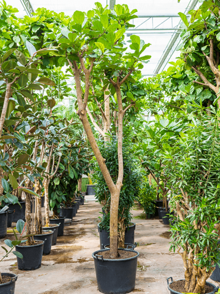 Ficus lyrata