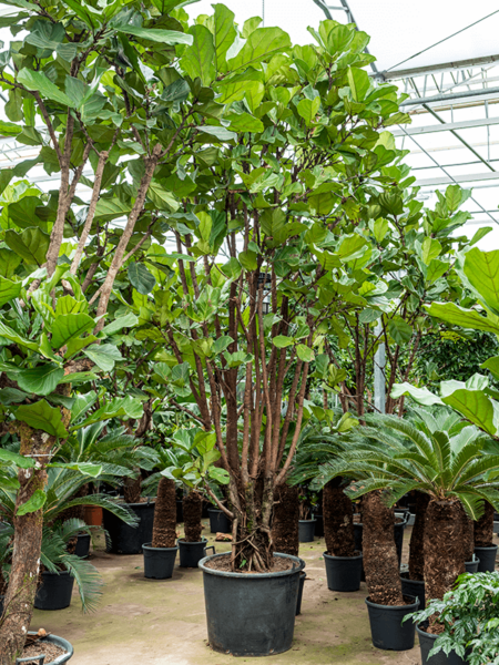 Ficus lyrata