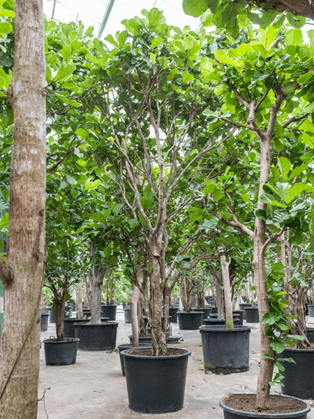 Ficus lyrata
