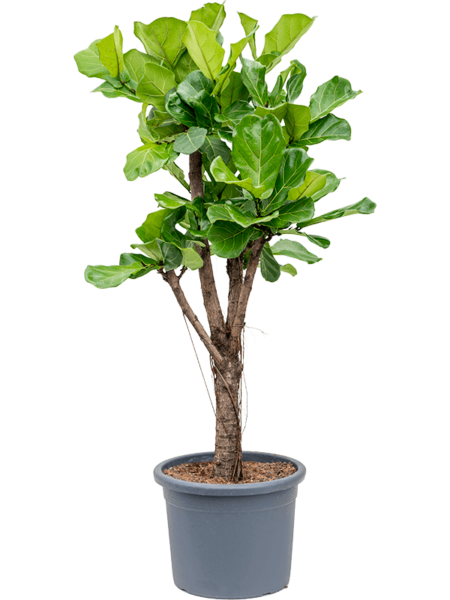 Ficus lyrata