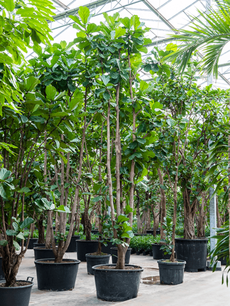 Ficus lyrata