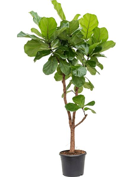 Ficus lyrata