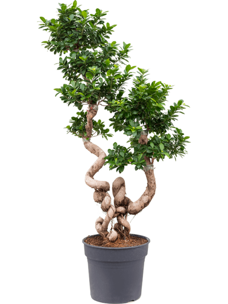 Ficus Microcarp 'Compact'
