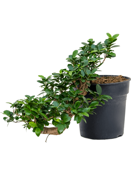 Ficus Microcarp 'Compact'