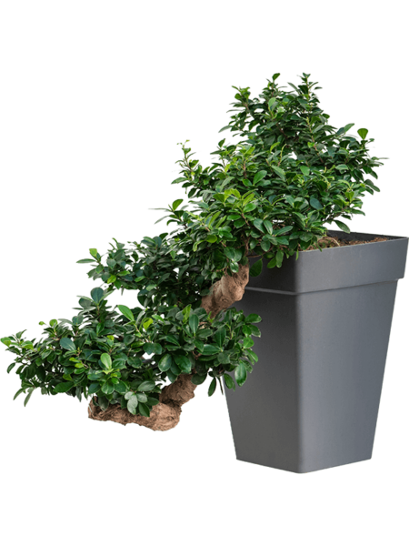 Ficus Microcarp 'Compact'
