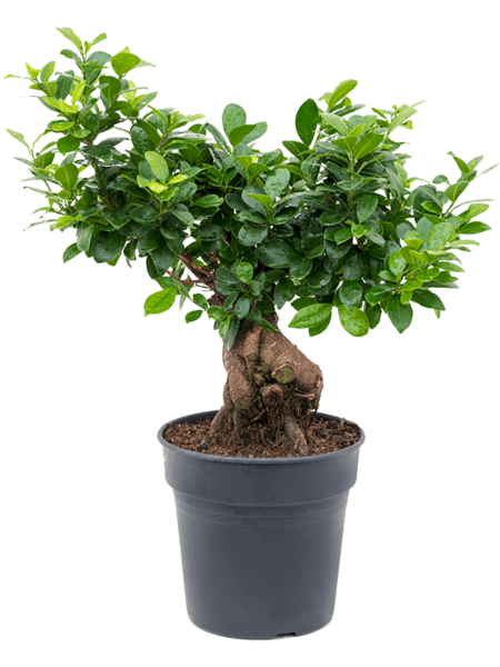 FICUS MICROCARPA 'GINSENG'
