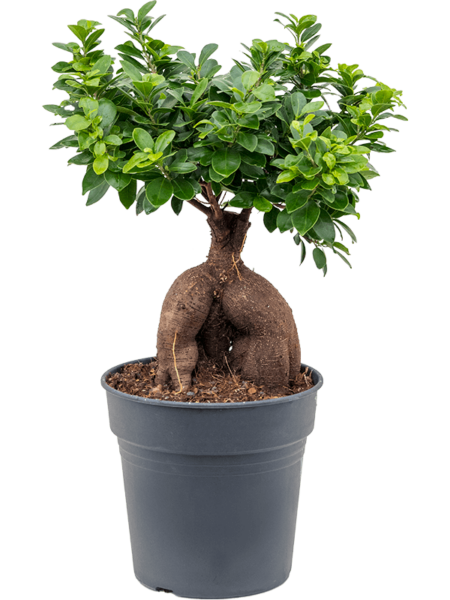FICUS MICROCARPA 'GINSENG'