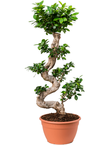 Ficus Microcarp 'Compact'