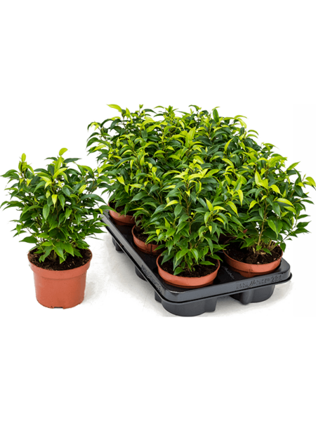 FICUS BENJAMIN 'NATASJA' 6 / BANDAY