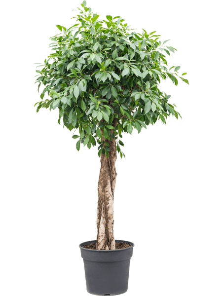 ficus