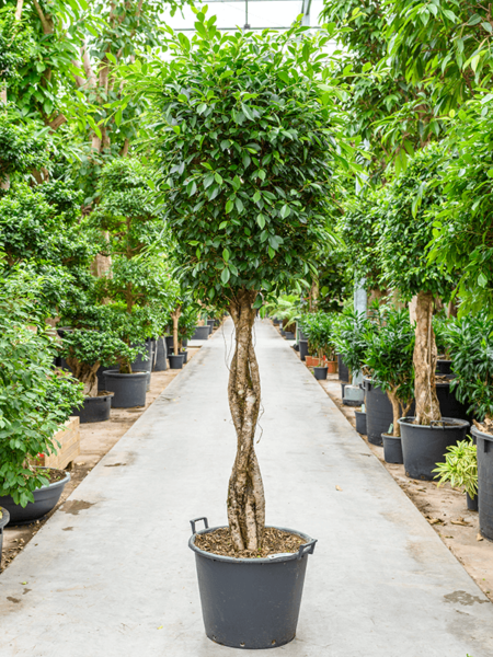 ficus