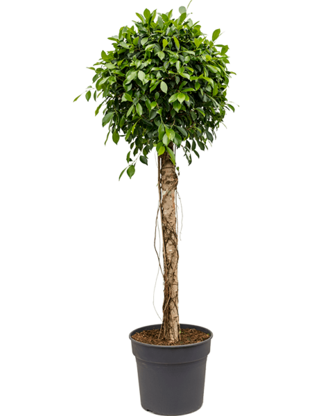 ficus