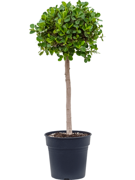 Ficus 'Panda'