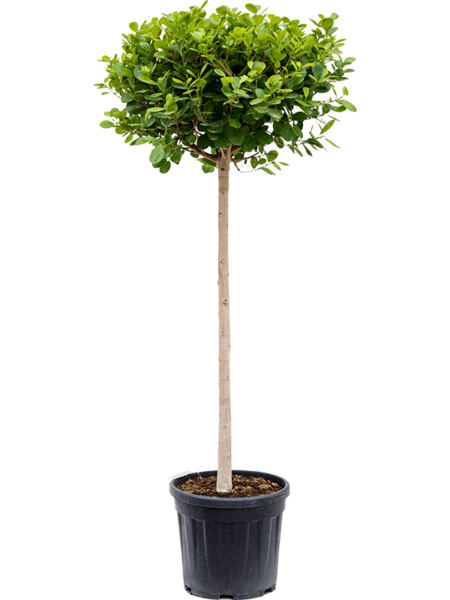 Ficus 'Panda'