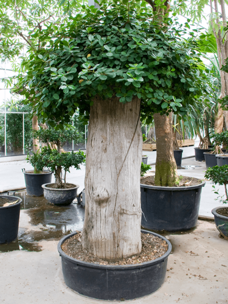 Ficus 'Panda'